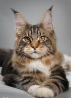 КРЕМАЦИЯ И ПОХОРОНЫ ЖИВОТНЫХ В РАЗНЫХ СТРАНАХ