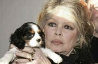 УБИЙСТВО БЕЗДОМНЫХ ЖИВОТНЫХ В УКРАИНЕ