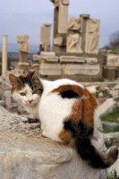 КОШКА НА КЛАДБИЩЕ