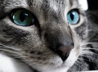 СТАРАЯ КОШКА