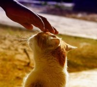 ФЕЛИНОТЕРАПИЯ | КОШКИ ЦЕЛИТЕЛИ