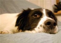 СТАРОСТЬ СОБАКИ