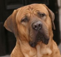 СТАРОСТЬ СОБАКИ