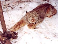 НАСТОЯЩАЯ ЦЕНА МЕХА