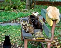 БЕСПРИЗОРНЫХ ЖИВОТНЫХ ПОД ОПЕКУ КИЕВСОВЕТА