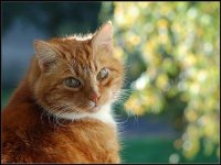 КЛЕЩИ | ГЛИСТЫ И АЛЛЕРГИЯ У ДОМАШНИХ ЖИВОТНЫХ