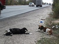 ПРЕДАННЫЙ  ПЕС  СТОРОЖИТ  МЁРТВУЮ  СОБАКУ
