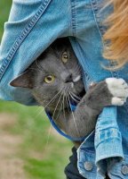 БЕСПЛАТНАЯ  КРЕМАЦИЯ  ДОМАШНИХ  ЖИВОТНЫХ  В  НОВОСИБИРСКЕ