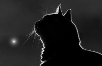СМЕРТЬ  КОТА