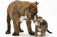 УТИЛИЗАЦИЯ  ТРУПОВ  ДОМАШНИХ  ЖИВОТНЫХ