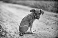 ПОМОГИТЕ  ЩЕНКАМ! БЕЗДОМНЫЕ МАЛЫШИ ИЩУТ СЕМЬЮ!