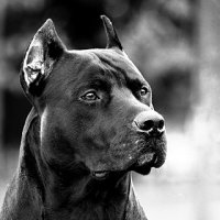 КРЕМАЦИЯ СОБАК И КОТОВ | ПОХОРОНЫ ЖИВОТНЫХ