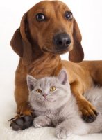 ДОМАШНИЕ  ЖИВОТНЫЕ  ПЕРЕНОСЧИКИ СТАФИЛОКОККА