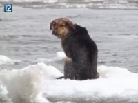 СОБАКА  ПЫТАЛАСЬ  ПОКИНУТЬ  ГОРОД НА  ЛЬДИНЕ