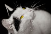 ВЕТЕРИНАРЫ  МОШЕННИКИ