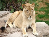 КРЕМАЦИЯ   ЖИВОТНОГО