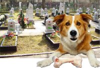 КАК ПОХОРОНИТЬ  СОБАКУ | КАК  ПОХОРОНИТЬ  КОТА