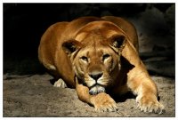 ПАМЯТНИК  ЖИВОТНОМУ