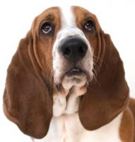 МАССОВОЕ  УБИЙСТВО  СОБАК И КОТОВ